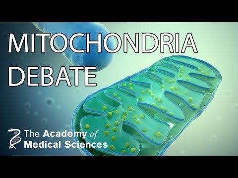 The Great Mitochondria Debate