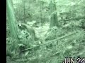 Raccoon works hard to open can of catfood