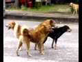 dogs