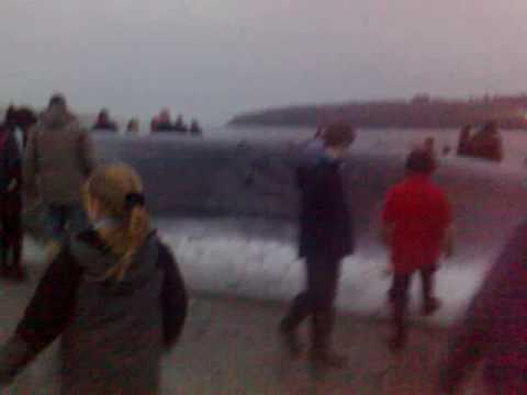 fin whale