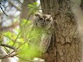 Screech Owl Magee 4-19-08