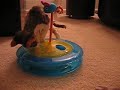 Devon Rex kittens play with Petstages ball track Devon Rex kittens play with Petstages ball track