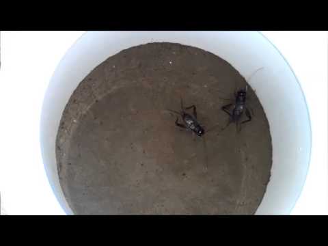 how to harvest crickets