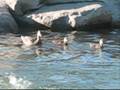 videos de Duckies