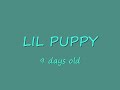 (CUTE PUPPY) Has a name!!!!!! (CUTE PUPPY) Has a name!!!!!!