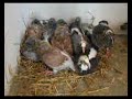 A group of baby pigeons