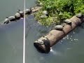 桑名市の用水路でやたら繁殖しているミドリガメの群れ、かなりのミドリガメが生息している。ミシシッピアカミミガメ（ミドリガメ）の甲長は最大30~35cm程度で、オスよりメスのほうが大型化する。「しょこたん」はミシシッピアカミミガメ（ミドリガメ）を飼育しているようだ。http://blog.excite.co.jp/shokotan/blog.asp?iid=&acv=2008-10-05&dif=d&opt=2&srl=2865136&dte=2008%2D10%2D05+17%3A32%3A11%2E000亀をさわったあとは必ず手を洗いましょう。