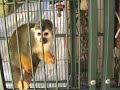 Pet Squirrel monkeys having breakfast