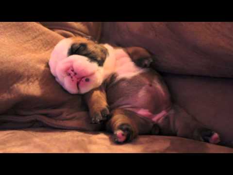 Boxerpuppies Youtube on Engelse Bulldog Pup Is Heerllijk Aan Het Slapen Schattig