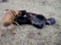 Hybrid Wolf Takes Control