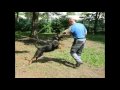 2010-05-25 | Niko Jessy rz-vd ~> Rottweiler - Nmetjuhsz Niko Jessy rz-vd ... Rottweiler+ Nmetjuhsz +rz-vd+Sopron+2010 ... ()