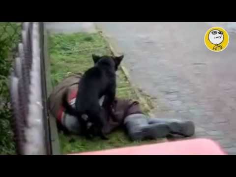 Los mejores videos de humor y risa divertidos, mas graciosos del mundo YouTube 2013 Animales salidos