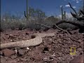 red tailed hawk vs  rattler