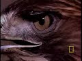 Red Tailed Hawk vs. Rattler Red Tailed Hawk vs. Rattler