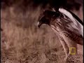 red tailed hawk vs  rattler