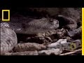 Red Tailed Hawk vs. Rattler