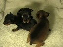 Roo Gator and Pups 08 Roo Gator and Pups 08