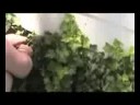 Attack of the Killer Ivy 3: The Slaughter PART 1