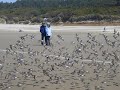 Beachside shorebird flight Short Beachside shorebird flight Short