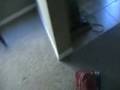 Darlin vs the Vacuum Darlin vs the Vacuum