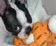 Album Video da Laila(Boston Terrier) ボストンテリア