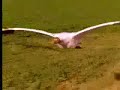 Attenborough - Raising Cranes