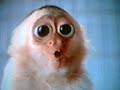 Monkey on Crack Monkey on Crack