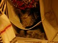 Dueling kittys part III