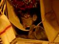 Dueling kittys part III