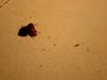 videos de June Bug Fight
