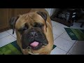 Baby the Bullmastiff and Carrots Baby the Bullmastiff and Carrots
