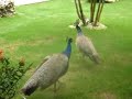 Dreams Punta Cana Peacocks at Preferred Club Dreams Punta Cana Peacocks at Preferred Club