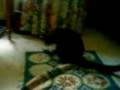 Felis catus vs. Papilio glaucus