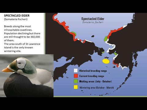 <p>Birding in the Russian Far East</p>
 video thumbnail