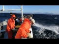 Plesionika Manage - 2η Eρευνητική αποστολή Δειγματοληψία στη Θάλασσα - Δεκέμβριος 2014 Plesionika Manage - 2η Eρευνητική αποστολή Δειγματοληψία στη Θάλασσα - Δεκέμβριος 2014