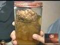 Bigfoot in Arizona 2
