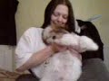 Jez: fiesty Lhasa Apso!