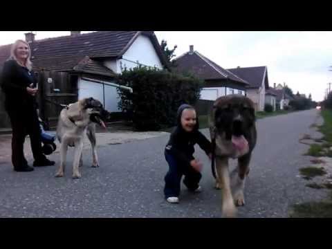 asian dog fight