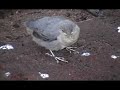 American Dipper
