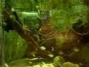 Many Diamond tetras /  Brilliantsalmler @ Zoo Bochum [1/1]
