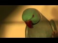 il compagno pappagallo Guarda video