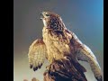 Sculpture Slide Show - Paul Brunelle