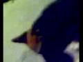 Lu cane di Lino