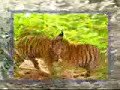 courageous monkey versus tiger