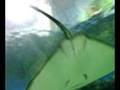 Stingray at manila ocean park