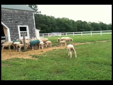 Ramblers Way Farm Videos