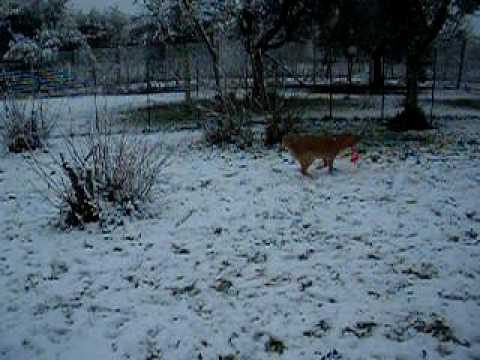 video pensione per cani e gatti - roma