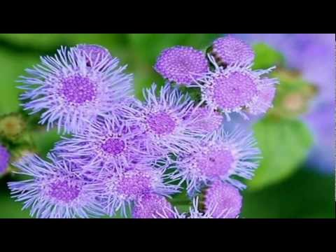 how to harvest ageratum seeds