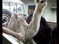 chameau camel chatouille