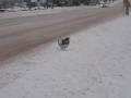 Aggressive Grouse chases after me Aggressive Grouse chases after me